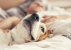 Fauler Beagle liegt im Bett mit seinem schlafenden Besitzer