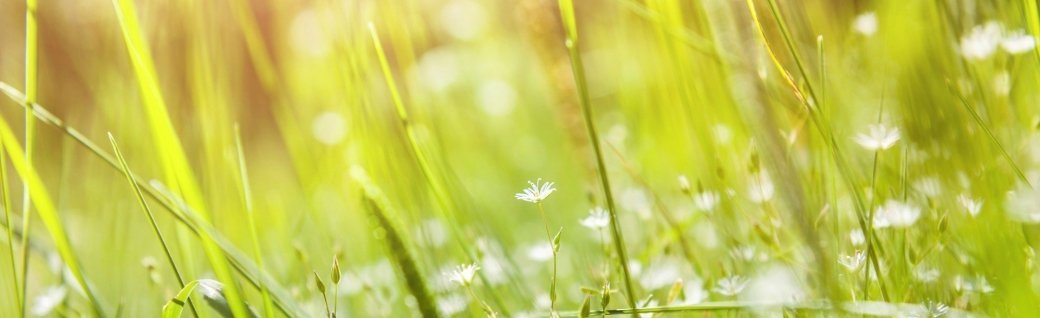 Grünes Gras und kleine weisse Blumen auf einem Feld, Quelle: Olga_Gavrilova/istockphoto