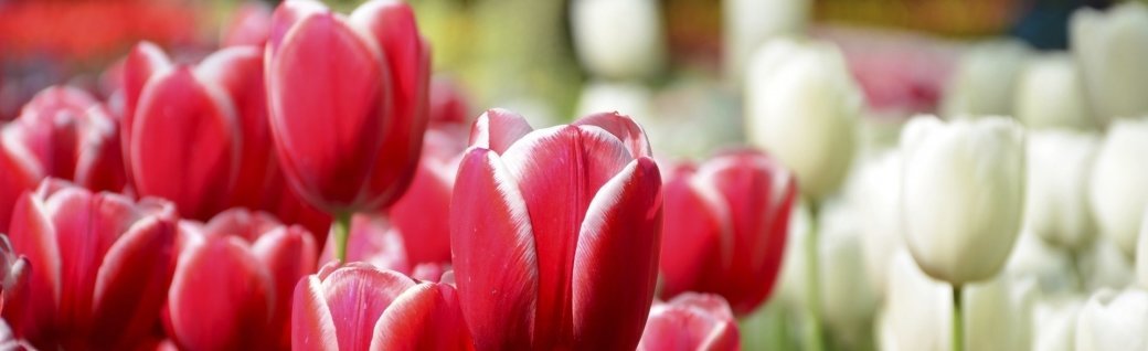 wunderschöne Frühlingstulpen im Keukenhof Park in den Niederlanden, Quelle: ©Rob3rt82/istockphoto