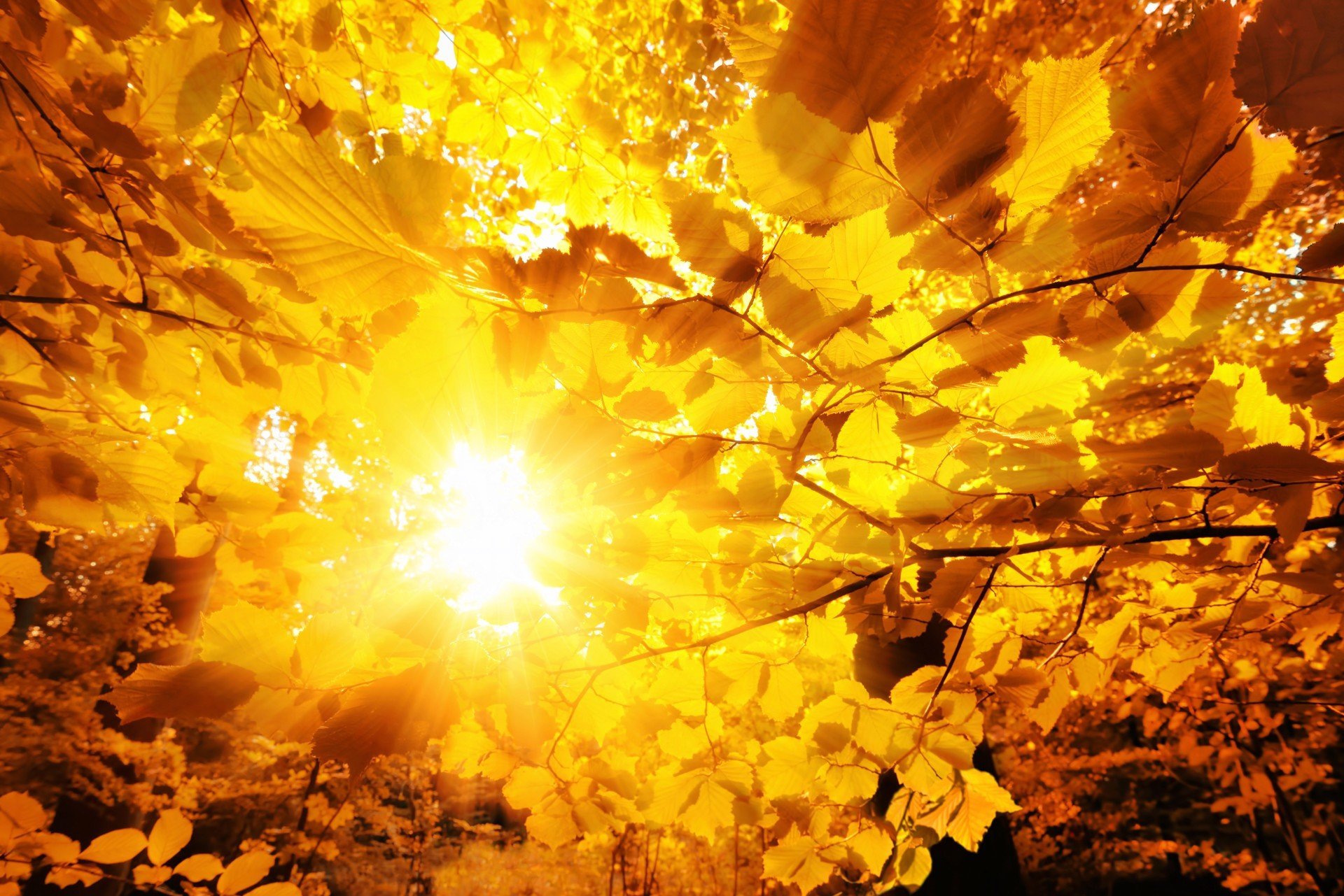 Die Sonne scheint durch die Herbstblätter