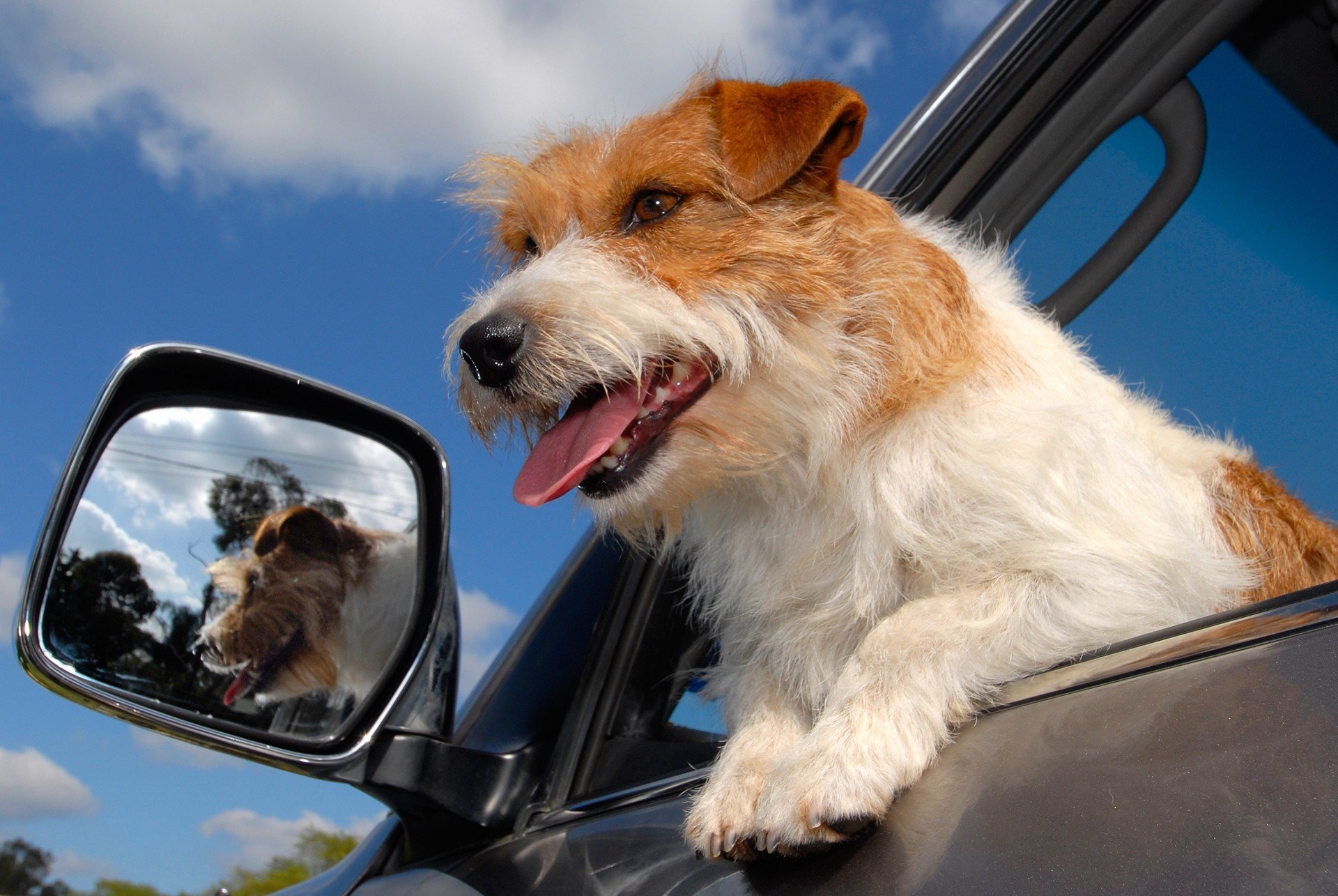 Jack Russell Terrier im Auto Fenster geöffnet. Blauer Himmel.