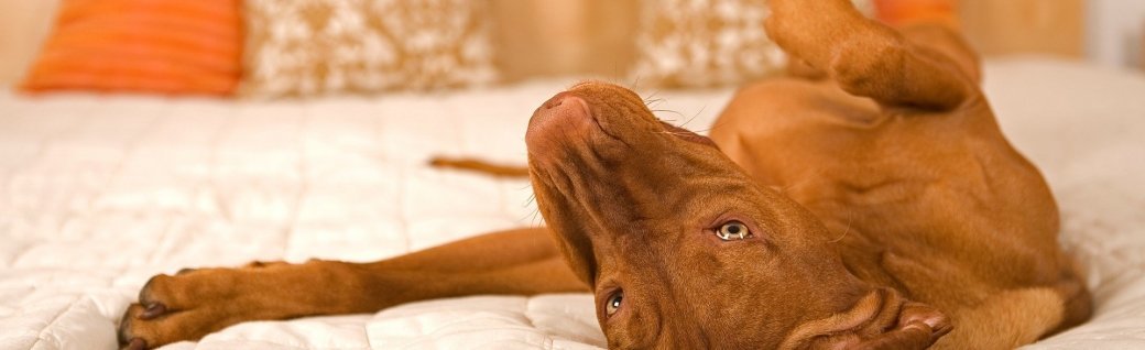 Hund im Bett, Quelle: Quasarphoto / istockphoto