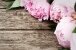 Blumenrahmen mit rosa Pfingstrosen