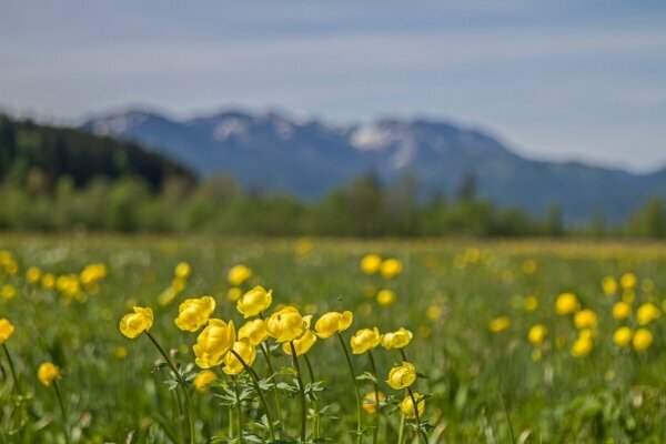 Blumenlandschaft in Isarwinkel