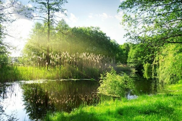 Trockenes Schilf auf einem Fluss