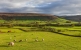 Schafe grasen auf Landschaft