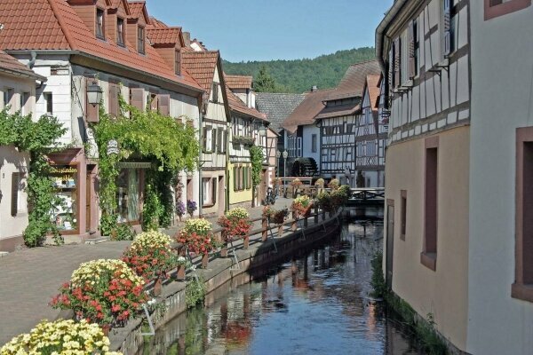 Weingebiet in der Pfalz im Herbst, Germany