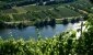 Weinanbau an einem Fluss
