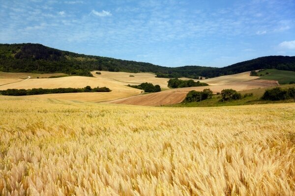 Sommerlandschaft