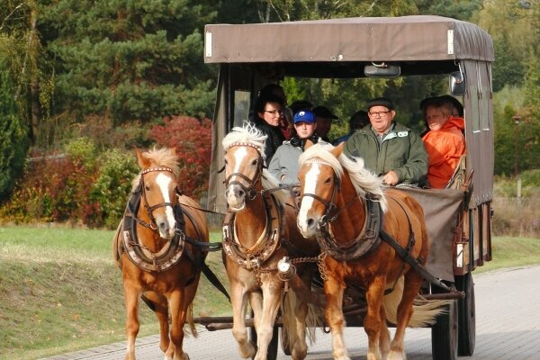 Fahrt in der Pferdekutsche