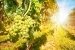 Nahaufnahme auf grüne Trauben in einem Weingut mit Sonnenschein