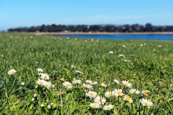 Weiße daisy Blumen wachsenden im Gras-Feld Nahaufnahme