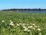 Weiße daisy Blumen wachsenden im Gras-Feld Nahaufnahme