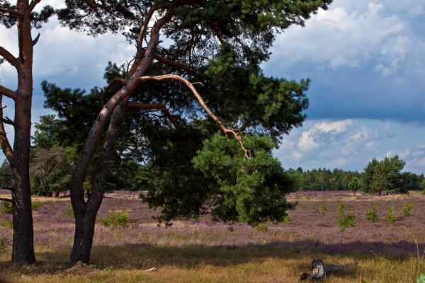 Schafsfeld in der Lüneburgerheide, Niedersachsen, Deutschland