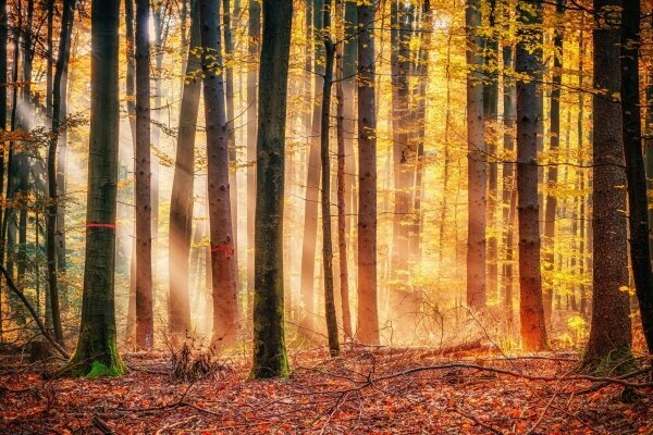 Verzauberter Herbstwald