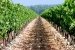 Weinanbau Bodenperspektive