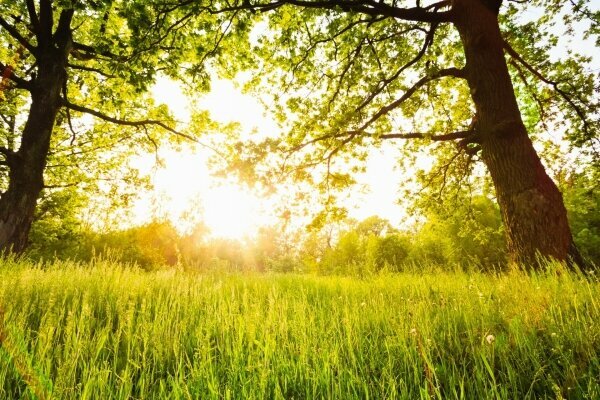 Sommer sonnige Waldbäume