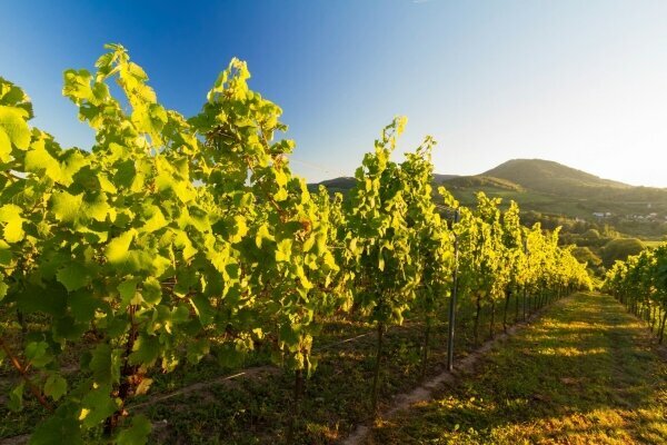 Weinanbau in der Pfalz