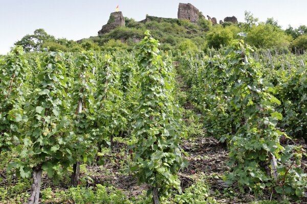 Mosel Weinbergen entlang dem Fluss Mosel (Mosel), Rheinland-Pfalz, Deutschland.