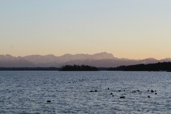 Starnberger See mit Enten und Roseninsel