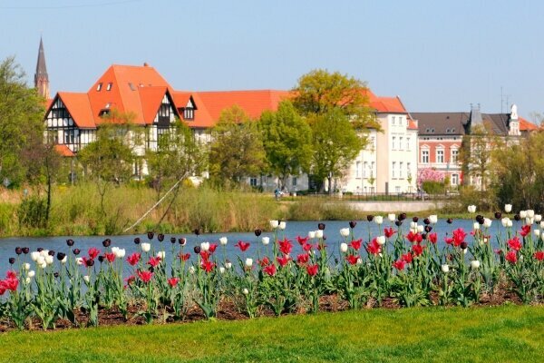 Blumenbeet mit Tulpen mit schwerin Stadtansicht im Hintergrund