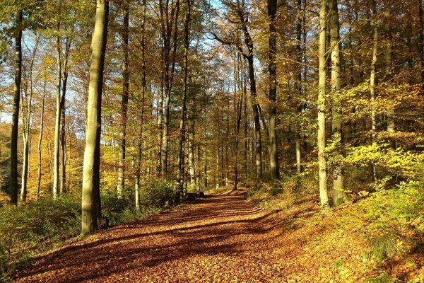 Herbst Westerwald