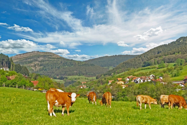 deutsche Landschaft in der Nähe von Breisach, Baden-Würtenberg