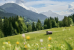 Horgau