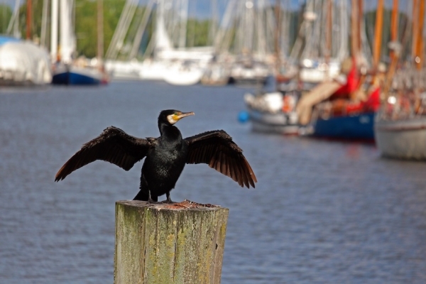 Kappeln 