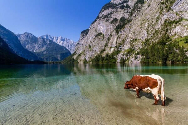 Alpine Kuh trinkt Wasser am Obersee