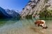 Alpine Kuh trinkt Wasser am Obersee