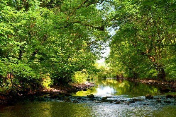 Wald und Fluss