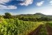 Weinberg und hüglige Landschaft in der Pfalz