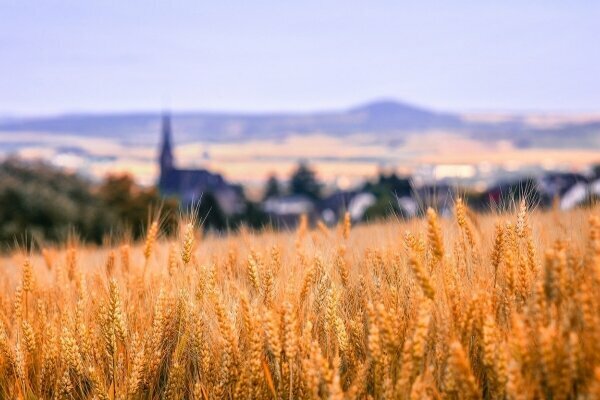 Kornfeld Pfalz