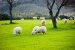 Schafe gräsern