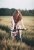 Glückliche junge Frau fährt Fahrrad in einem Weizenfeld