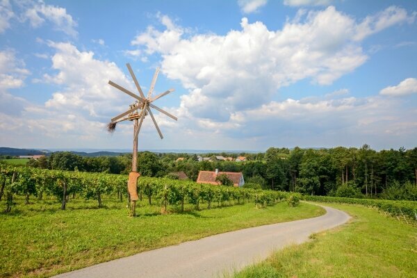 Weinberge mit Klapotetz vor Ernte