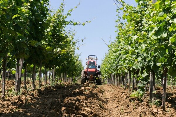 Traktor im Weinanbau