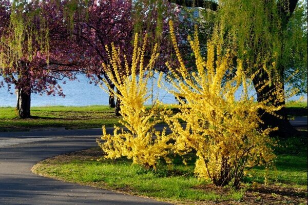 Frühling in New England