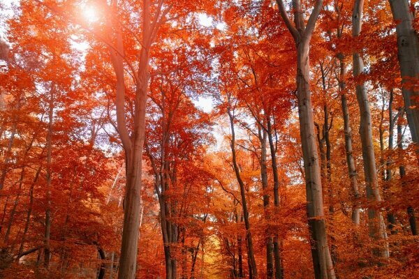 Pfad durch den Herbstpark im Sonnenlicht