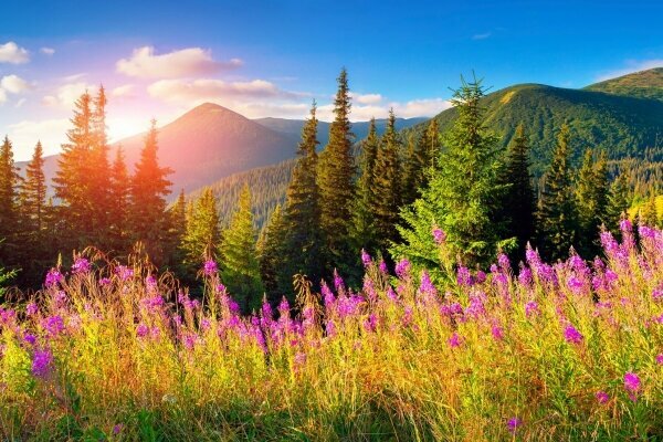 Schöne Sommerlandschaft in den Bergen mit pinken Blumen