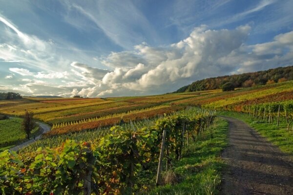 Weinberge im Herbst