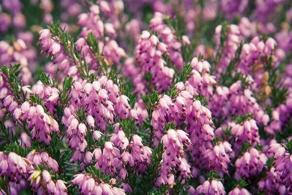 Violette Heide Hintergrund