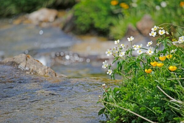 Wildbach mit weissen und gelben Blumen