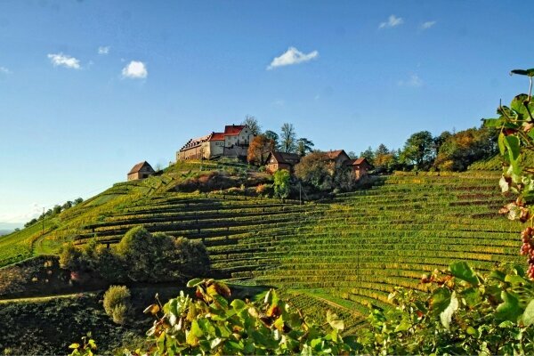 Weinhänge im Schwarzwald