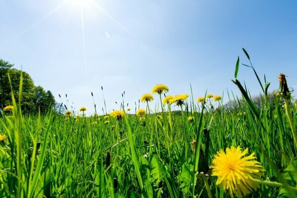 Sommer-Wiese mit Löwenzahn Frühling