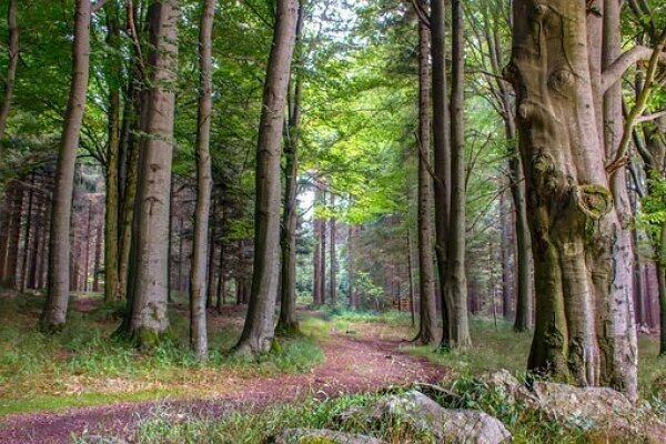 bayerischer Wald