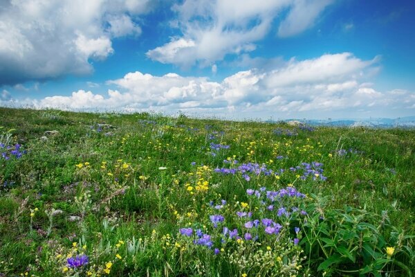 Blumenwiese mit Bergen im Hintergrund und bewölkter Himmel