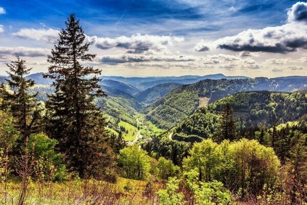 Blick auf schwarzen Wald mit Traktor