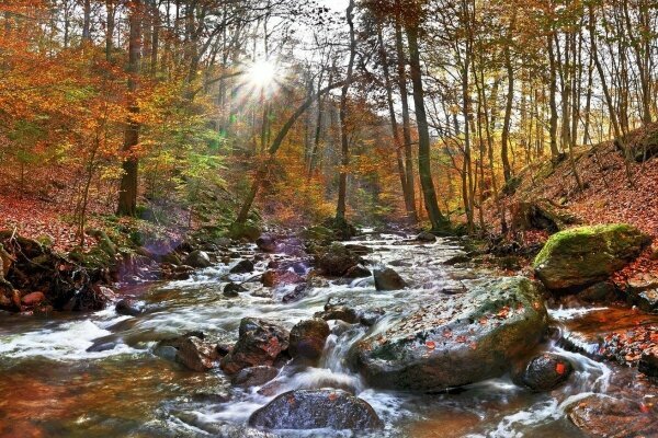 Wald Harz Bach Herbst